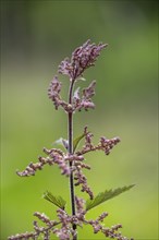 Common nettle (Urtica dioica), detail, spring, Bavaria, Germany, Europe