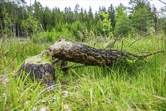 Close-up of a tree felled by a European beaver (Castor fiber) lying grass, Upper Palatinate,