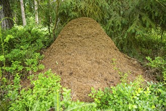 Wood ants (Formica rufa) anthill in a forest, Bavaria, Germany, Europe