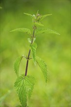 Common nettle (Urtica dioica), detail, spring, Bavaria, Germany, Europe