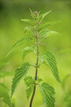 Common nettle (Urtica dioica), detail, spring, Bavaria, Germany, Europe