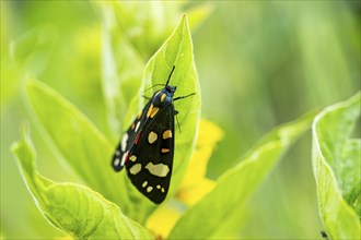 Scarlet tiger moth (Callimorpha dominula), Bavaria, Germany, Europe