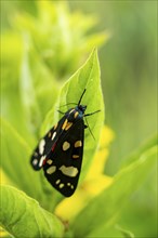 Scarlet tiger moth (Callimorpha dominula), Bavaria, Germany, Europe