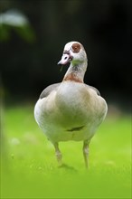 Egyptian goose (Alopochen aegyptiaca), walking on a meadow, Bavaria, Germany Europa