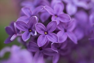 Close-up of common lilac (Syringa vulgaris) blossoms in spring, Bavaria, Germany, Europe