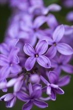 Close-up of common lilac (Syringa vulgaris) blossoms in spring, Bavaria, Germany, Europe