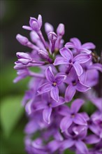 Close-up of common lilac (Syringa vulgaris) blossoms in spring, Bavaria, Germany, Europe