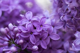 Close-up of common lilac (Syringa vulgaris) blossoms in spring, Bavaria, Germany, Europe