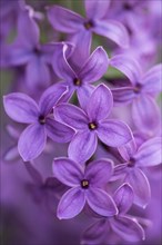 Close-up of common lilac (Syringa vulgaris) blossoms in spring, Bavaria, Germany, Europe