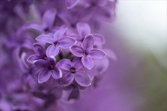 Close-up of common lilac (Syringa vulgaris) blossoms in spring, Bavaria, Germany, Europe