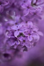 Close-up of common lilac (Syringa vulgaris) blossoms in spring, Bavaria, Germany, Europe