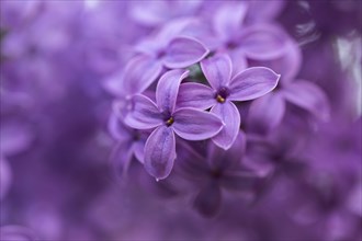 Close-up of common lilac (Syringa vulgaris) blossoms in spring, Bavaria, Germany, Europe