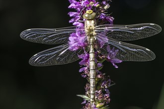 Southern Hawker (Aeshna cyanea), Emsland, Lower Saxony, Germany, Europe