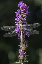 Southern Hawker (Aeshna cyanea), Emsland, Lower Saxony, Germany, Europe