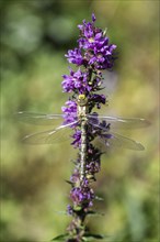 Southern Hawker (Aeshna cyanea), Emsland, Lower Saxony, Germany, Europe