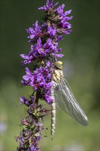 Southern Hawker (Aeshna cyanea), Emsland, Lower Saxony, Germany, Europe