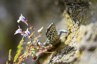 A lizard basks on a sunlit rock, surrounded by small, purple flowers and greenery, Bavaria