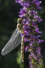 Southern Hawker (Aeshna cyanea), Emsland, Lower Saxony, Germany, Europe