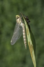 Southern Hawker (Aeshna cyanea), Emsland, Lower Saxony, Germany, Europe