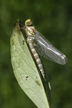 Southern Hawker (Aeshna cyanea), Emsland, Lower Saxony, Germany, Europe