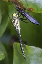 Southern Hawker (Aeshna cyanea), Emsland, Lower Saxony, Germany, Europe