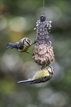 Blue tits (Parus caerulea) at the tit dumpling, Emsland, Lower Saxony, Germany, Europe