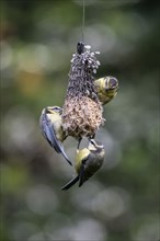 Blue tits (Parus caerulea) at the tit dumpling, Emsland, Lower Saxony, Germany, Europe