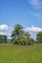 An old cradle (Salix fragilis) stands on a tall meadow, above it big clouds in the sky near