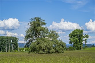 An old cradle (Salix fragilis) stands on a tall meadow, above it big clouds in the sky near