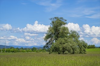 An old cradle (Salix fragilis) stands on a tall meadow, above it big clouds in the sky near