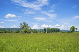 An old cradle (Salix fragilis) stands on a tall meadow, above it clouds in the sky near Pfatter,