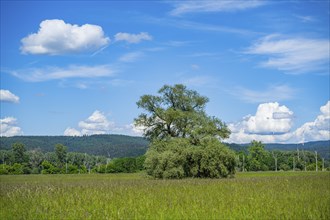 An old cradle (Salix fragilis) stands on a tall meadow, above it clouds in the sky near Pfatter,