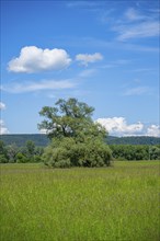 An old cradle (Salix fragilis) stands on a tall meadow, above it clouds in the sky near Pfatter,