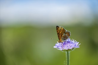 Glanville fritillary (Melitaea cinxia) on a Field scabious (Knautia arvensis) blossom, Bavaria,