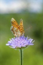 Glanville fritillary (Melitaea cinxia) on a Field scabious (Knautia arvensis) blossom, Bavaria,