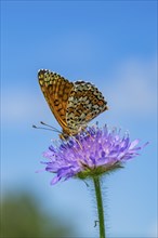 Glanville fritillary (Melitaea cinxia) on a Field scabious (Knautia arvensis) blossom, Bavaria,