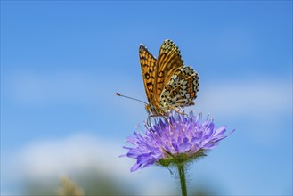 Glanville fritillary (Melitaea cinxia) on a Field scabious (Knautia arvensis) blossom, Bavaria,