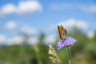 Glanville fritillary (Melitaea cinxia) on a Field scabious (Knautia arvensis) blossom, Bavaria,