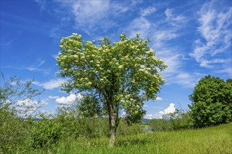 European elder (Sambucus nigra) blooming, Upper Palatinate, Bavaria, Germany, Europe