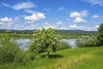 European elder (Sambucus nigra) blooming in front of Danubia river with reflection of the landscape