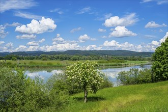 European elder (Sambucus nigra) blooming in front of Danubia river with reflection of the landscape