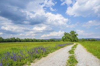 Meadow clary (Salvia pratensis) blossoms growing in a meadow beside a little road, Bavaria,