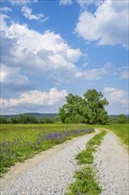 Meadow clary (Salvia pratensis) blossoms growing in a meadow beside a little road, Bavaria,