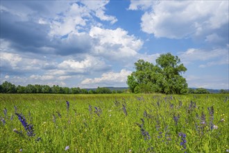 Meadow clary (Salvia pratensis) blossoms growing in a meadow, Bavaria, Germany, Europe