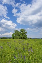 Meadow clary (Salvia pratensis) blossoms growing in a meadow, Bavaria, Germany, Europe