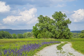 Meadow clary (Salvia pratensis) blossoms growing in a meadow beside a little road, Bavaria,