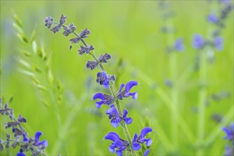 Close-up of a meadow clary (Salvia pratensis) blossom in spring, Bavaria, Germany, Europe