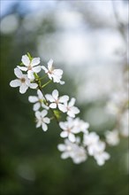 Close-up of blackthorn (Prunus spinosa) blossoms in spring, Bavaria, Germany, Europe