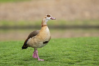 Egyptian goose (Alopochen aegyptiaca), walking on a meadow, Bavaria, Germany Europe