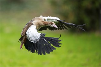 Egyptian goose (Alopochen aegyptiaca), flying, Bavaria, Germany Europe